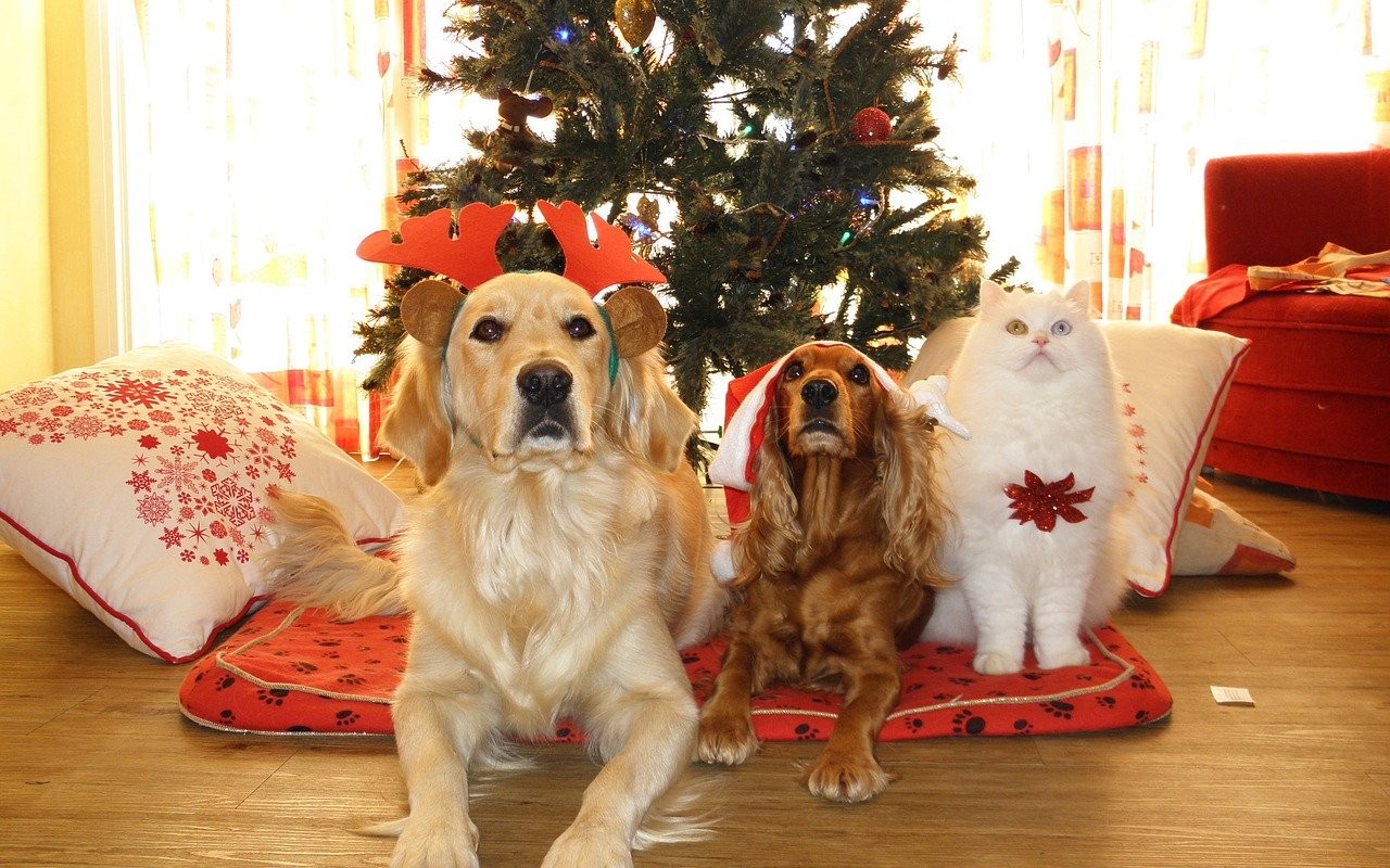 Pranzo di Natale perfetto per i pets: dalle decorazioni al cibo