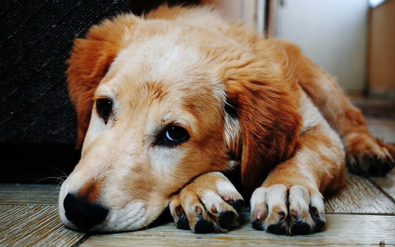 ‘A Natale non lasciarmi solo’, la campagna per adottare cani a distanza