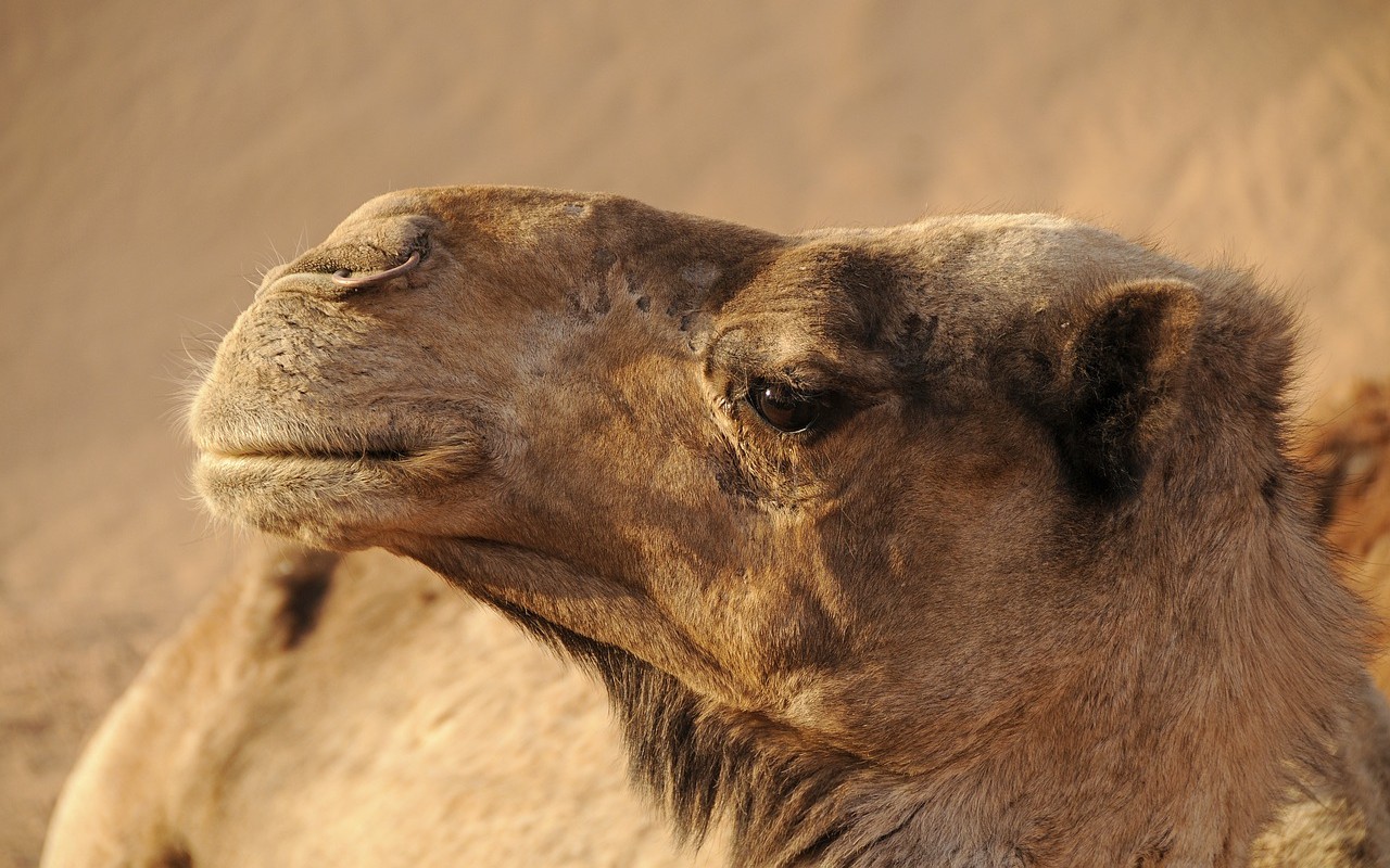 Botox ai cammelli per vincere un concorso di bellezza: il caso in Arabia Saudita