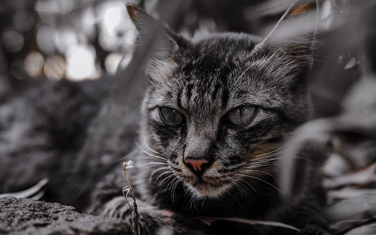 Morti 100 gatti in Francia: trovati nella casa di un pensionato