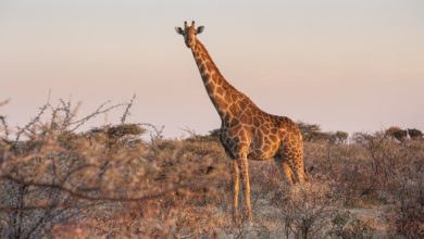 giraffe morte Kenya siccità