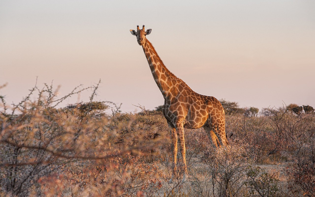 giraffe morte Kenya siccità