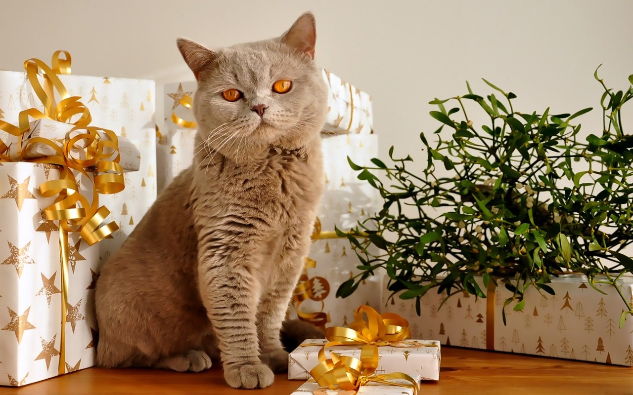 Cinque regali che non possono mancare sotto l’Albero di Natale… per il tuo gatto