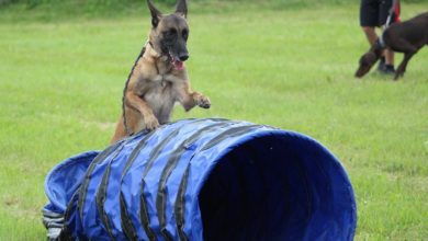 Pet Training cane allenamento