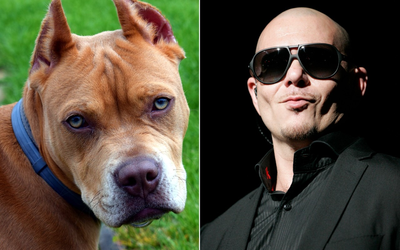 Pitbull, chi è il cane che ha dato il ‘nome’ al famoso rapper