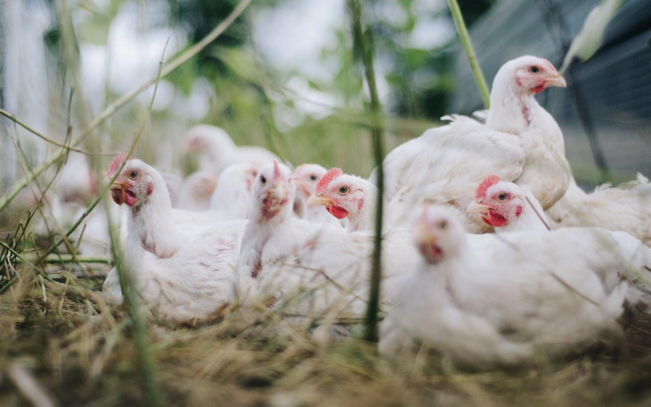 Uruguay galline morte caldo