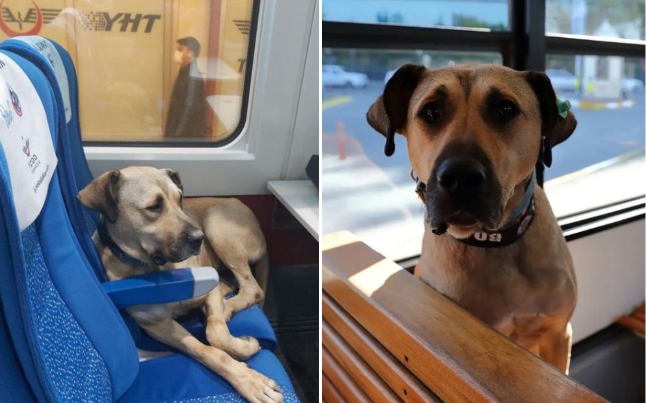 Boji, il cane randagio star del web che ama i mezzi pubblici