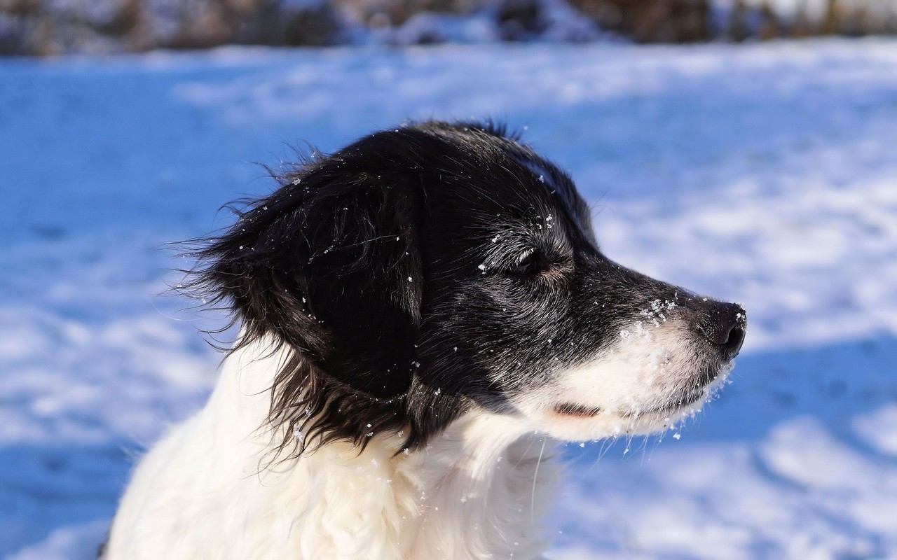 Cane randagio salva una bambina da una bufera di neve