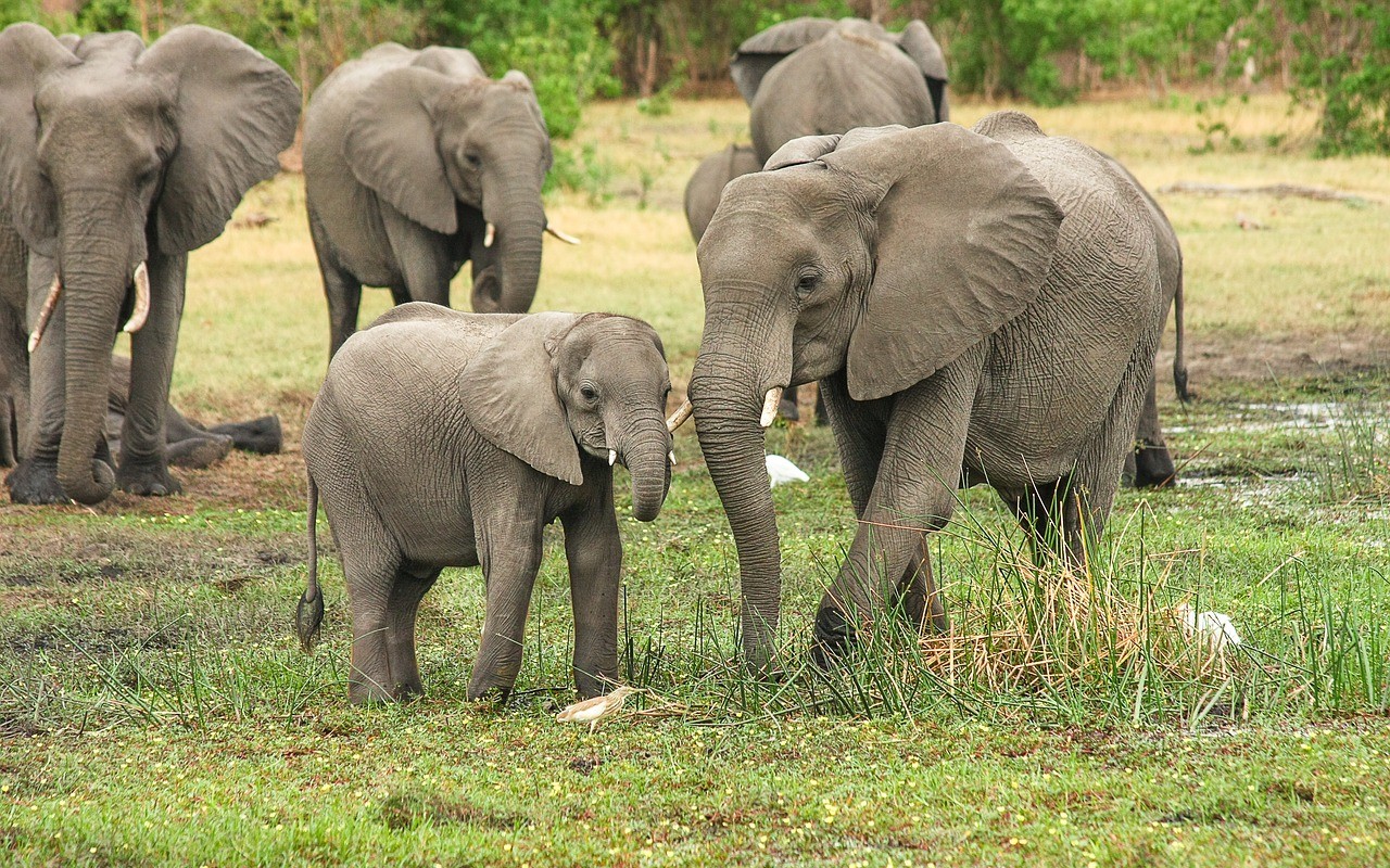 Kenya, elefantessa partorisce due gemelli: evento rarissimo