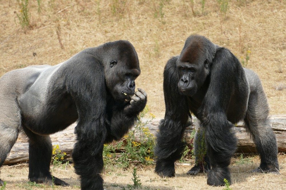 gorilla coppia