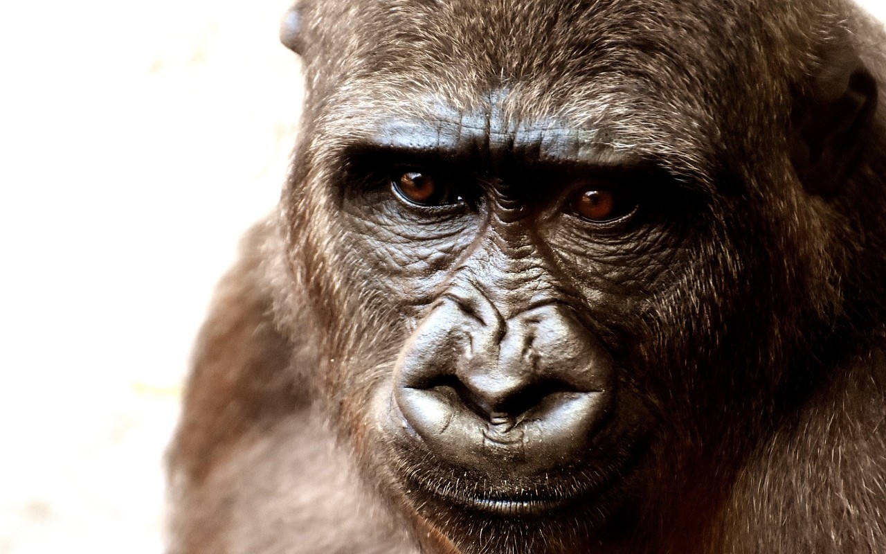 Addio ad Ozzie, morto il gorilla più vecchio del mondo