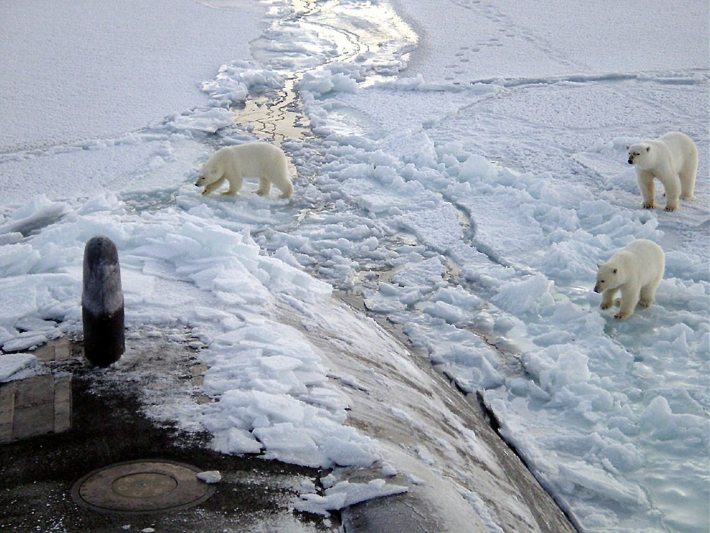 orsi polari Artico
