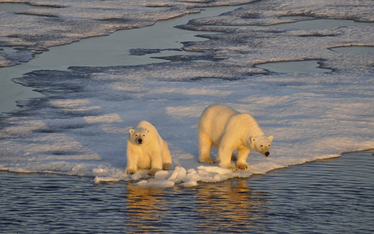 Crisi climatica: gli orsi polari abbandonano l’Alaska