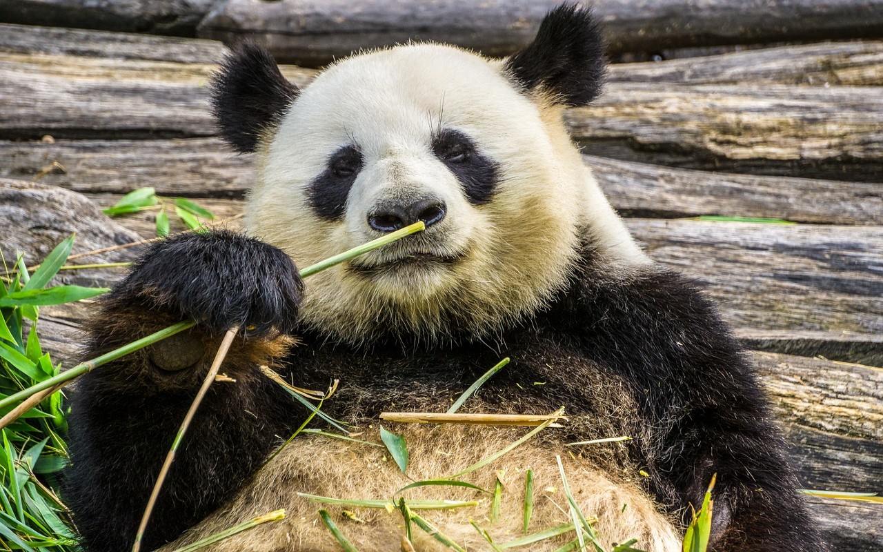 Panda, cosa li rende così paffuti anche se mangiano solo bambù