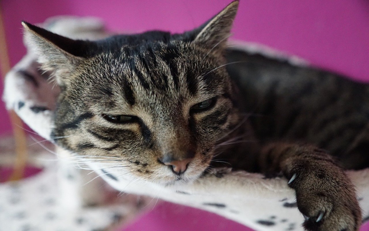 Parassiti nei gatti, la ricerca di MSD Animal Health