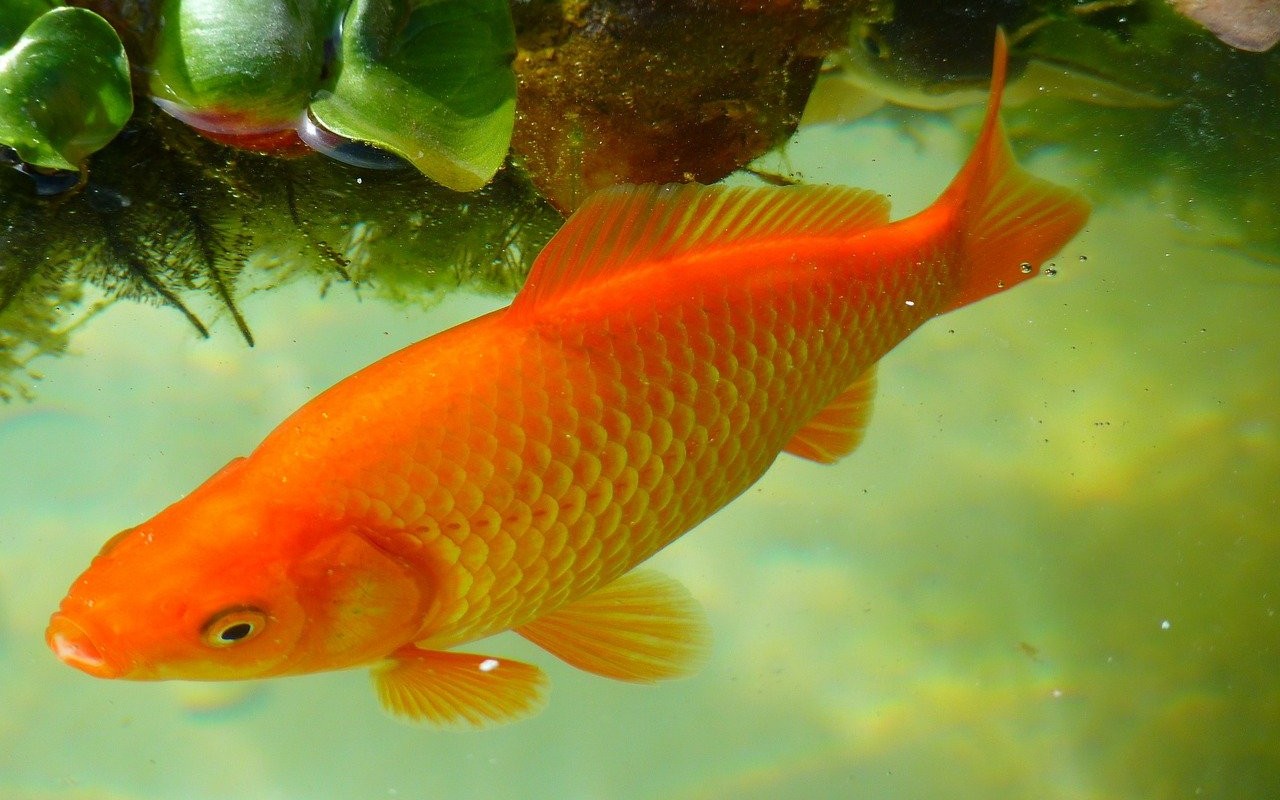 Maltrattamenti contro i pesci rossi: arriva il Tribunale riservato a loro