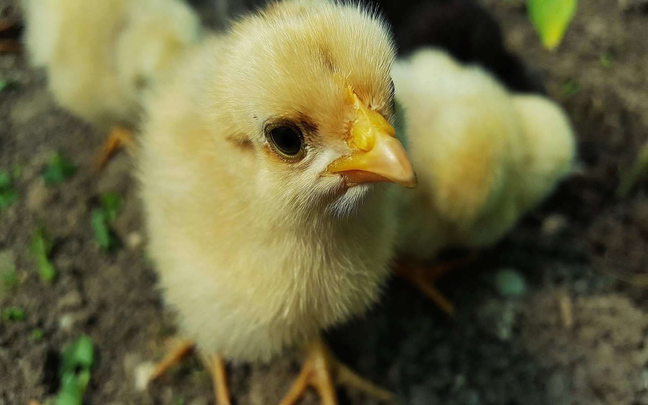 Abbattuti 200mila pulcini in Olanda: misura per arginare l’aviaria