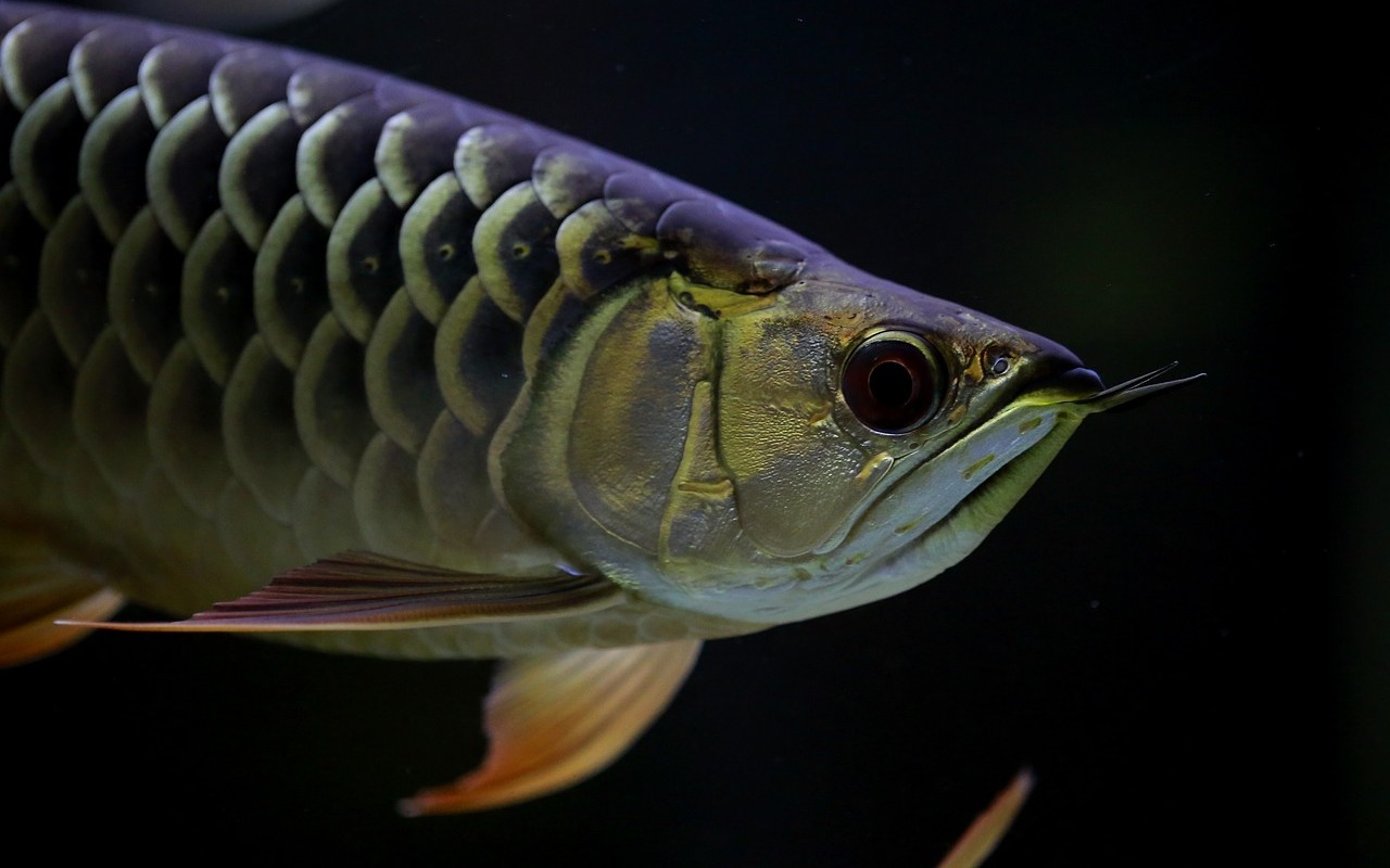 Pesce drago detenuto illegalmente: specie rara dal valore di 300mila euro