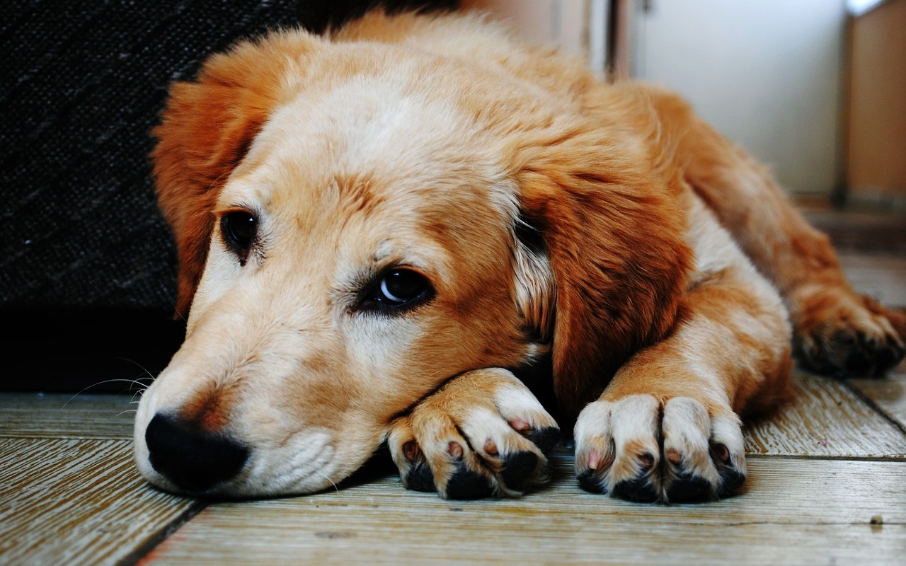 Botti di Capodanno: oltre 400 i cani e gatti vittime dei fuochi