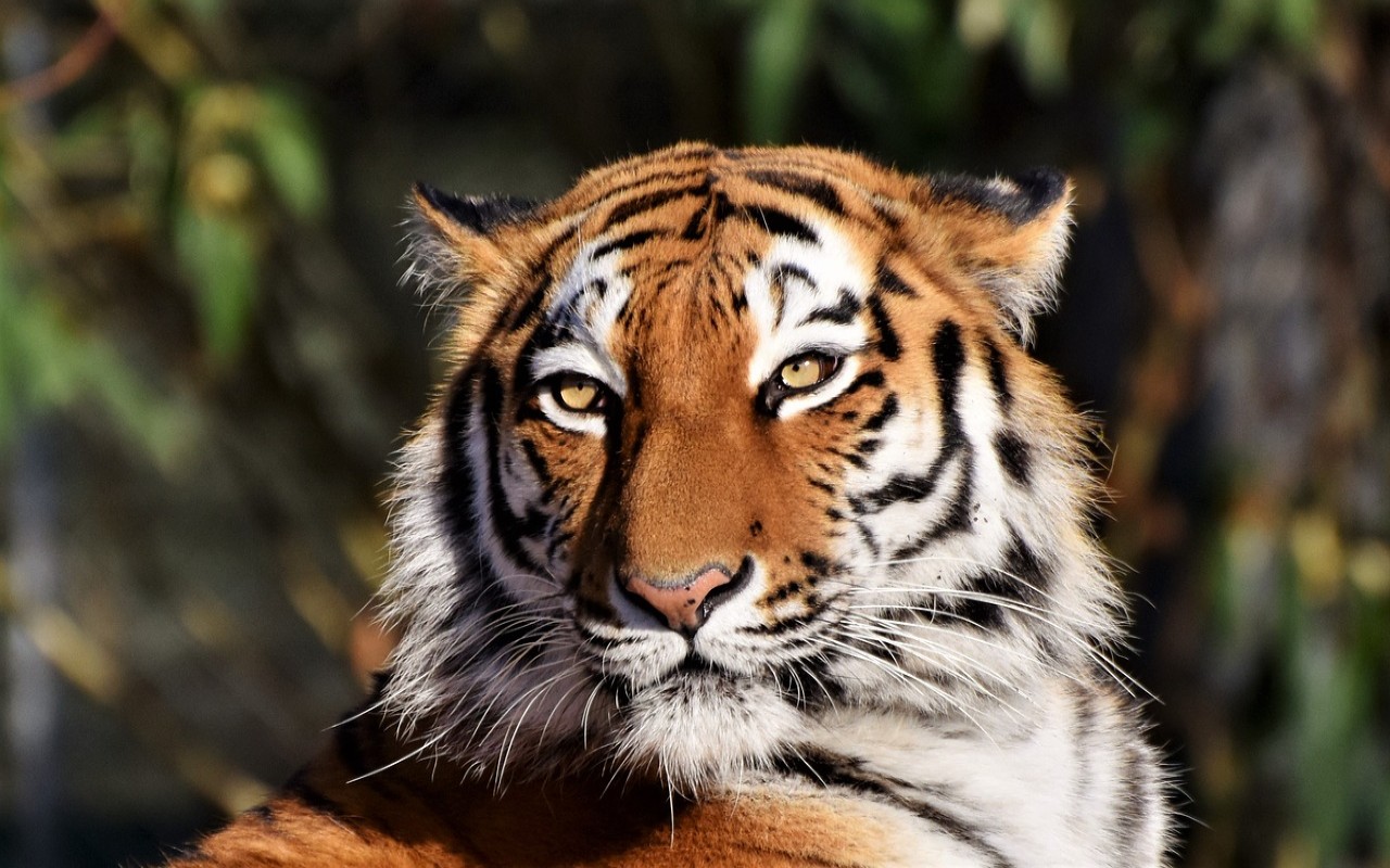 India, morta Supermamma: la tigre che ha dato alla luce 29 cuccioli