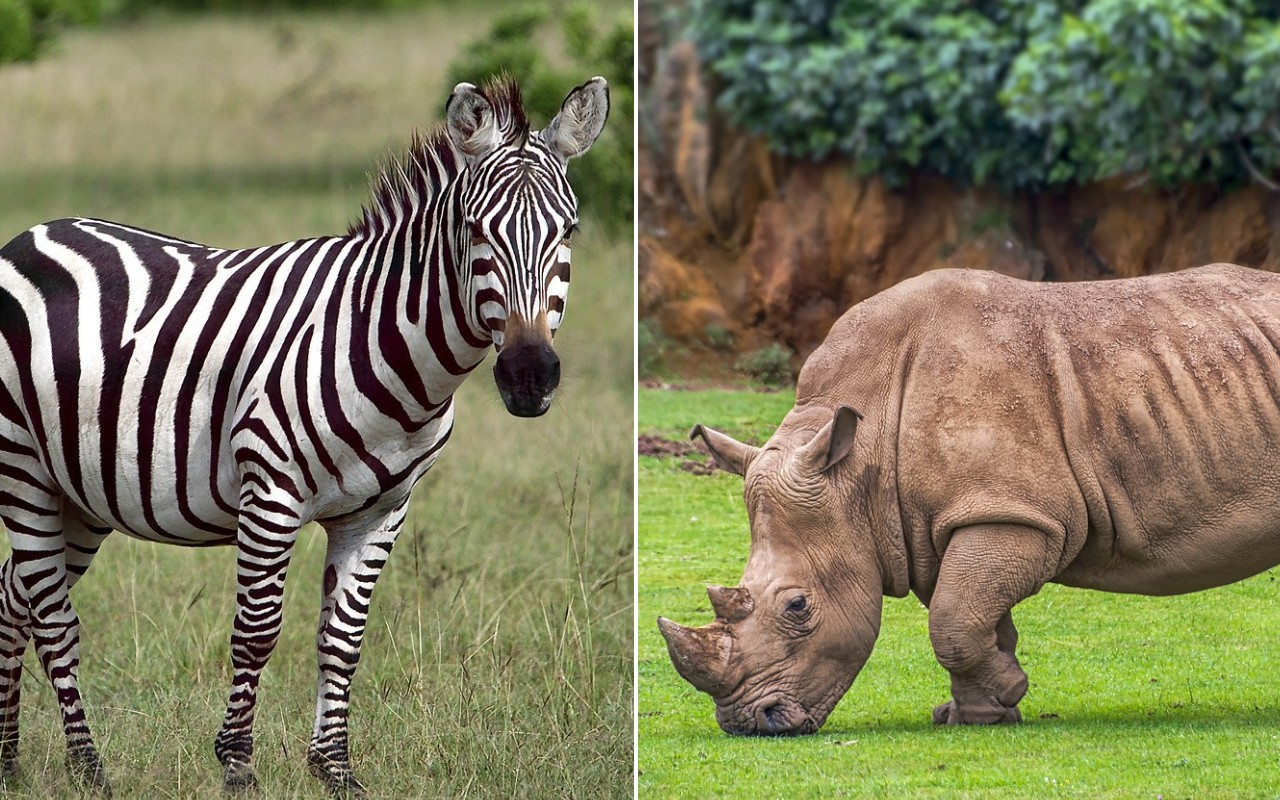 La storia di un’amicizia speciale: una zebra e un cucciolo di rinoceronte [VIDEO]