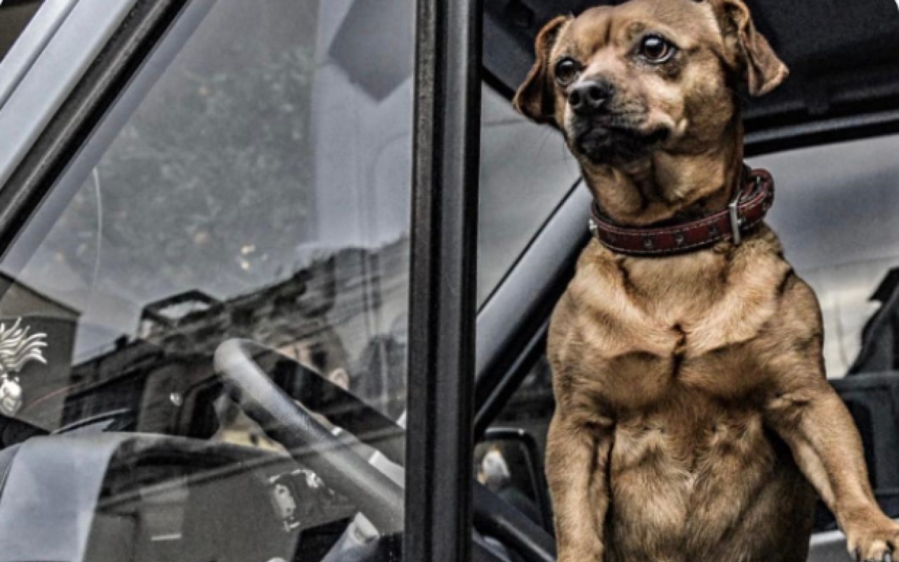 Chi è Briciola, il cane presente al secondo insediamento del Presidente Mattarella [FOTO]