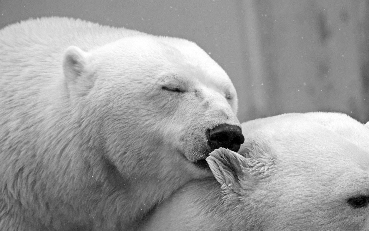 Giornata Mondiale dell’Orso Polare: conosciamo il ‘Re delle Neve’