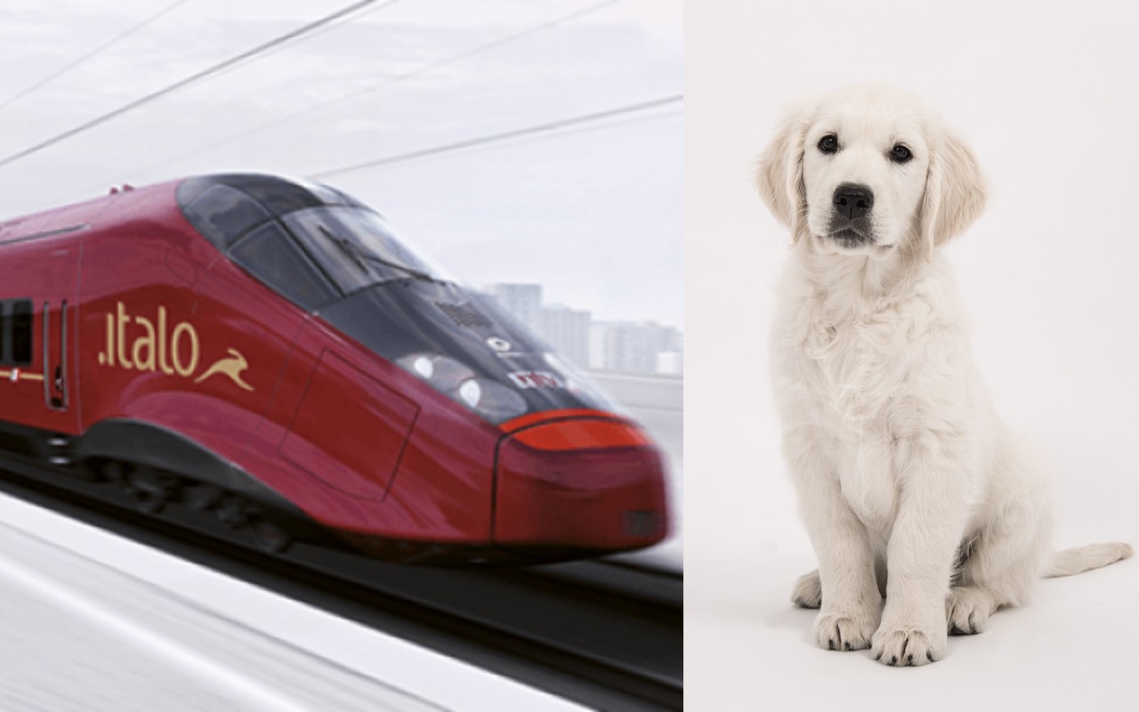 Italo, l’impresa ferroviaria aggiunge più posti per i cani sui treni