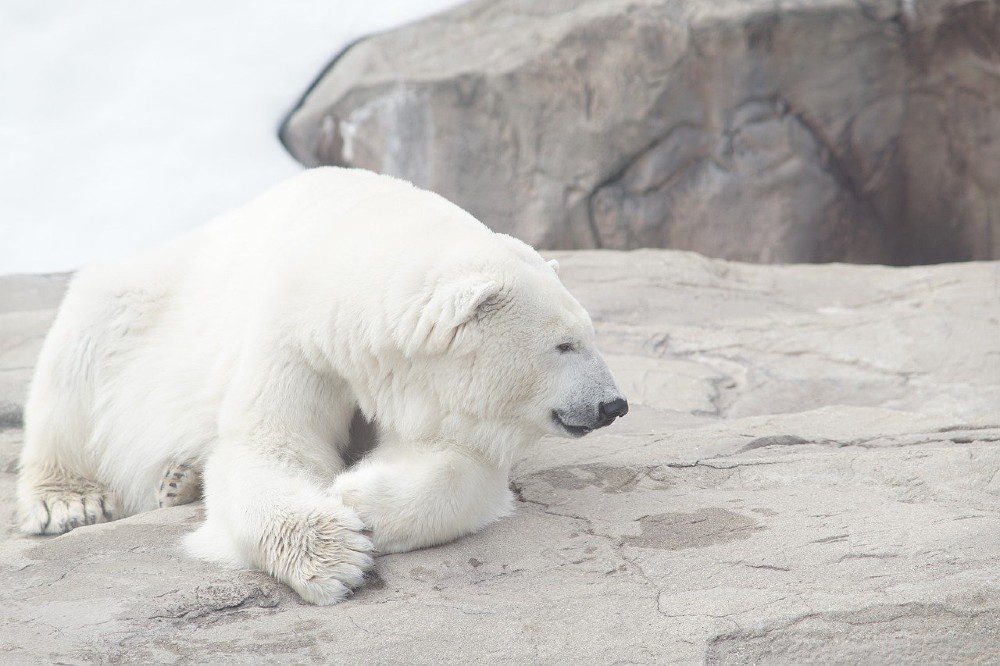 Orso Polare Giornata Mondiale