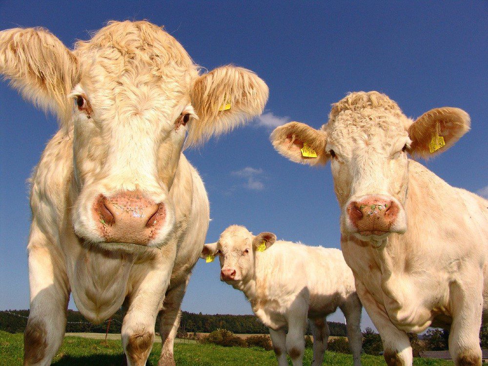 allevamenti mucche