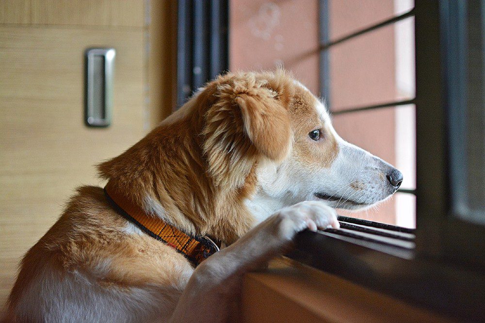cane triste finestra