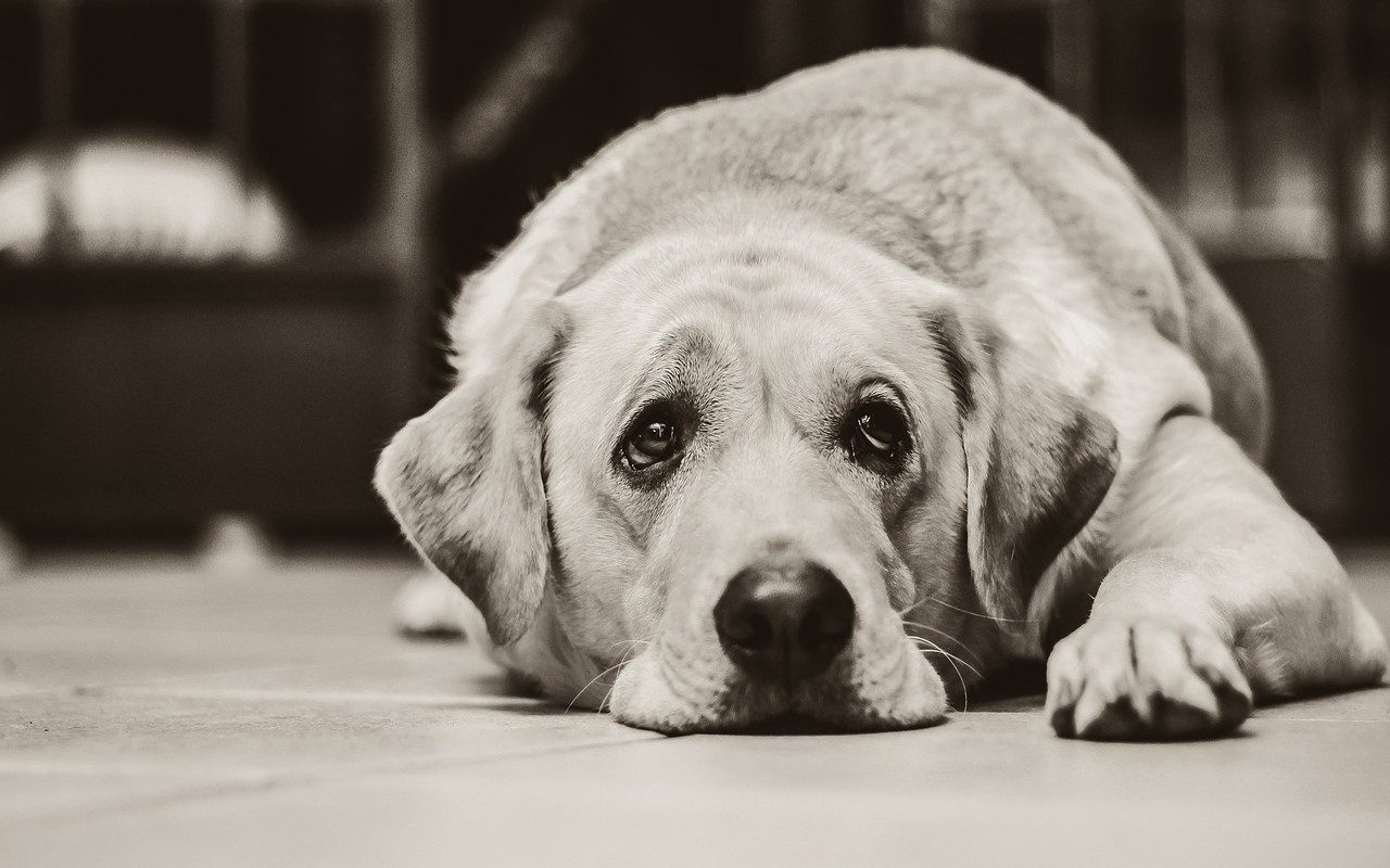 I cani vivono il lutto: come cambia il loro comportamento