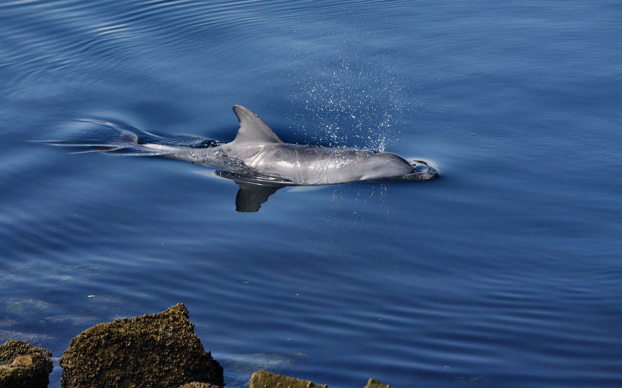 Delfini di fiume: la tecnologia scende in campo per salvarli