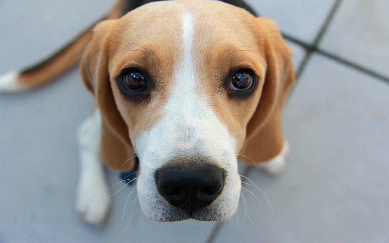 Raccolta firme contro la sperimentazione sui Beagle: le Università ne hanno bisogno