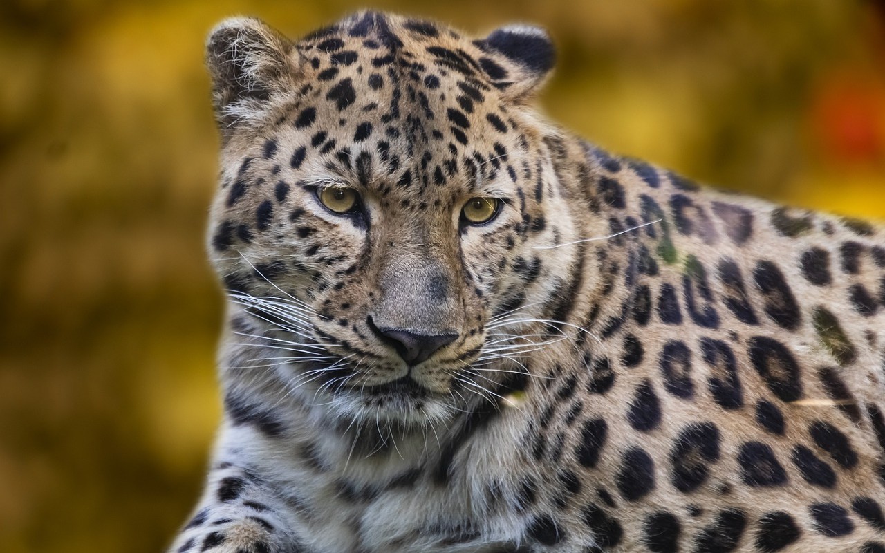 Leopardo rimane incastrato dentro un secchio: salvato da 30 persone [VIDEO]