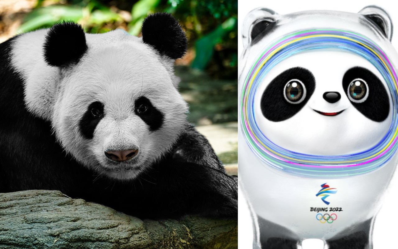 Il panda, curiosità sul simbolo della Cina e mascotte di Pechino 2022
