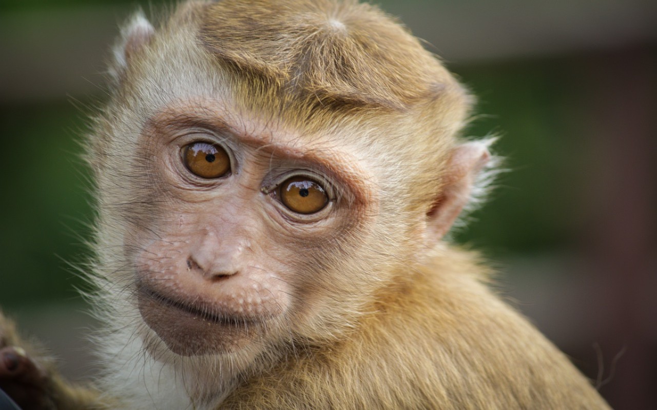 Animalisti contro Neuralink: scimmie morte dopo i test di microchip nel cervello