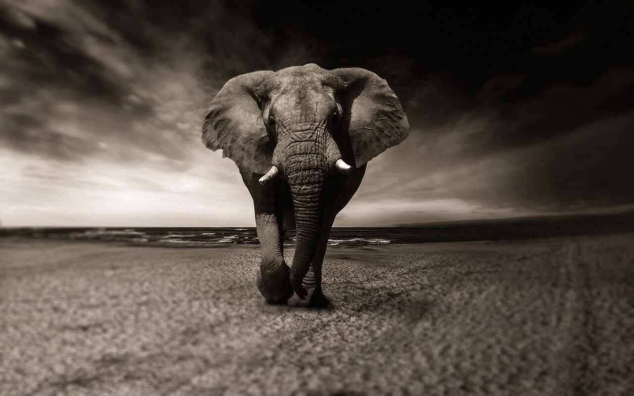 Sri Lanka, muore l’elefante più sacro del posto