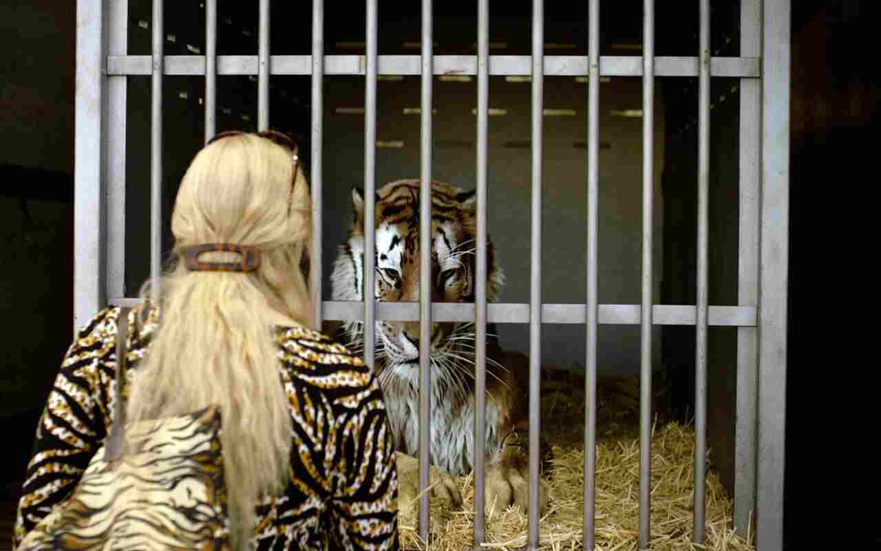 Joe vs Carole, Sky presenta la serie sulla ‘faida’ tra l’addestratore di tigri e l’animalista