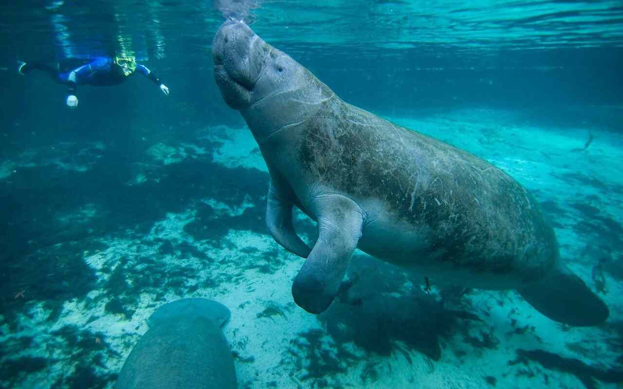 Lamantini, i mammiferi marini rischiano l’estinzione: oltre 300 morti in due mesi