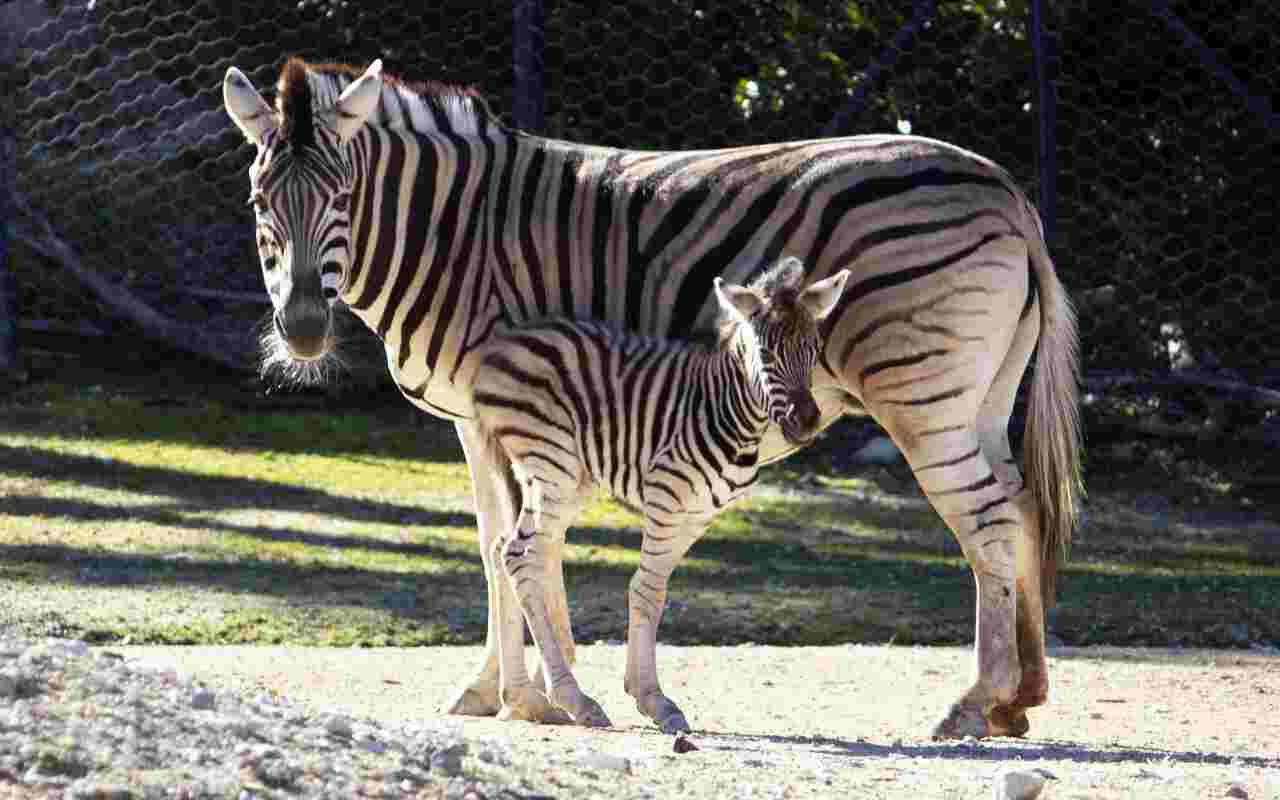 Zebra appena nata a Falconara: la scelta del nome è particolare