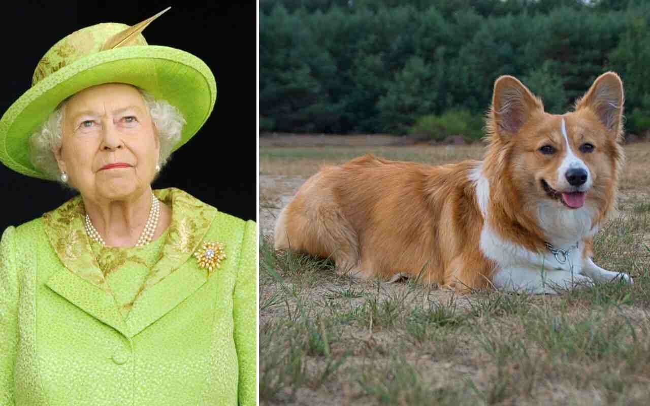 I cani della Regina Elisabetta: non solo Corgi a Corte