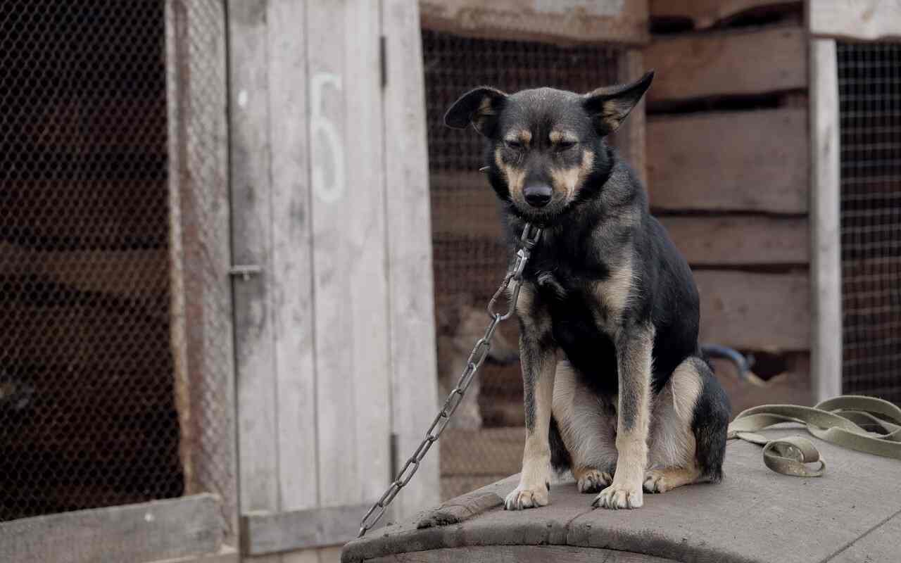 Trentino, arriva la legge che vieta di tenere i cani legati alle catene
