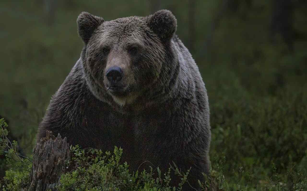Abbattimento di orsi in Trentino: arriva la sentenza del Consiglio di Stato