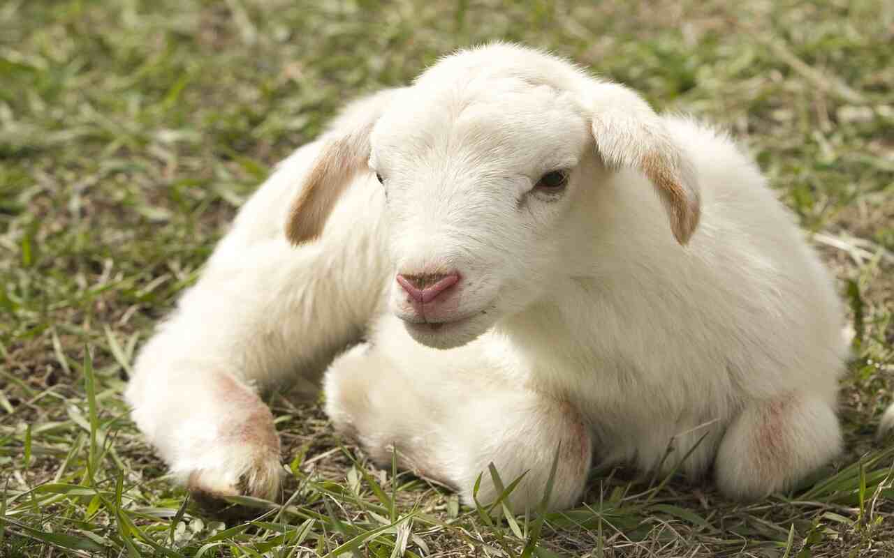 Pasqua 2022, crolla del 40% la richiesta di carne d’agnello