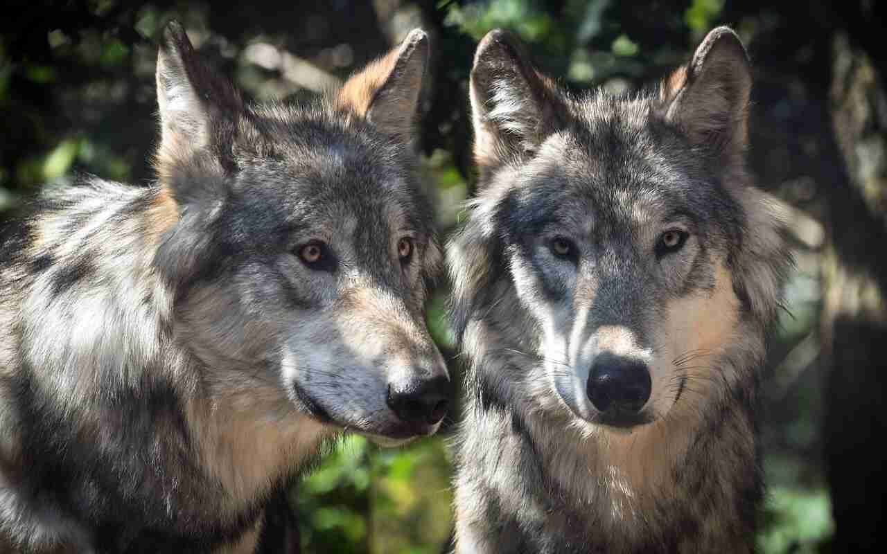 Branco di lupi tra le case: allarme a Sondrio