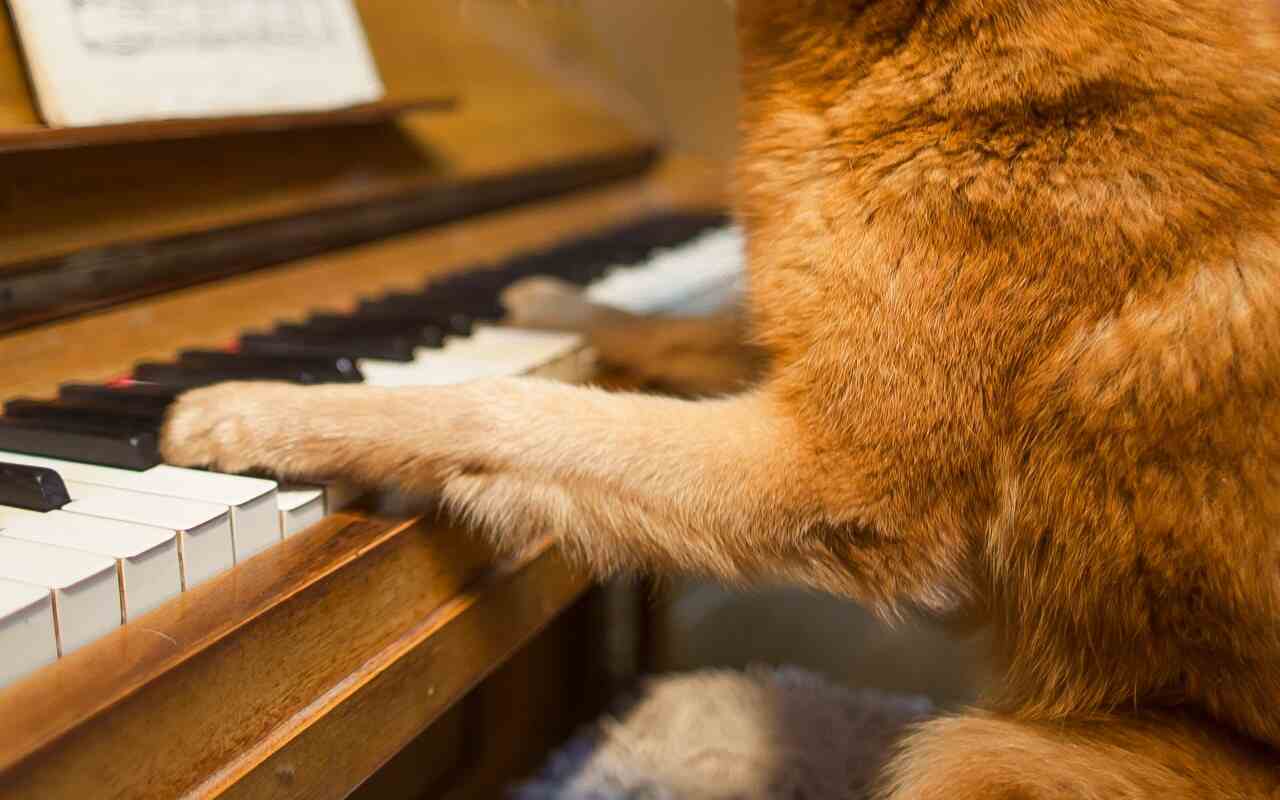 Cane musicista: quattro zampe ‘canta e suona’ al pianoforte [VIDEO]