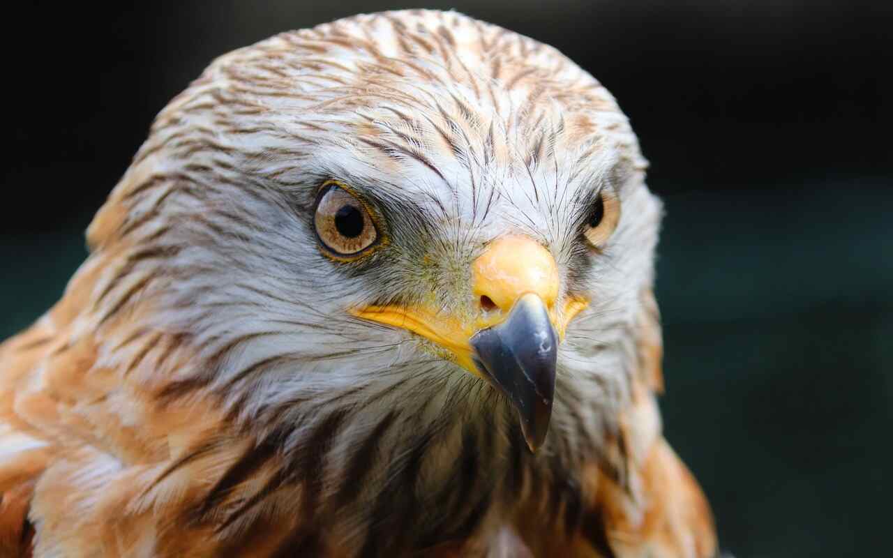 falconiera Roma esposto Oipa