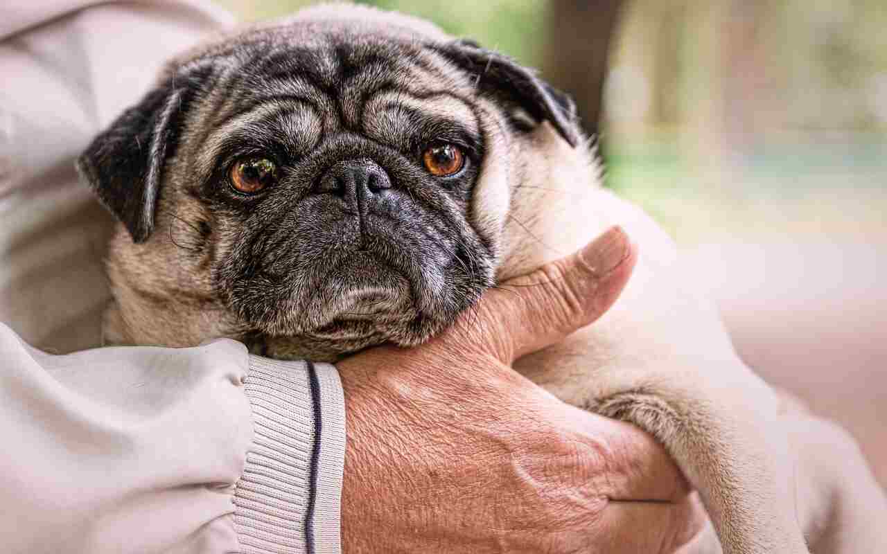 Pet Therapy: 10 minuti con un cane migliorano la sensazione di benessere