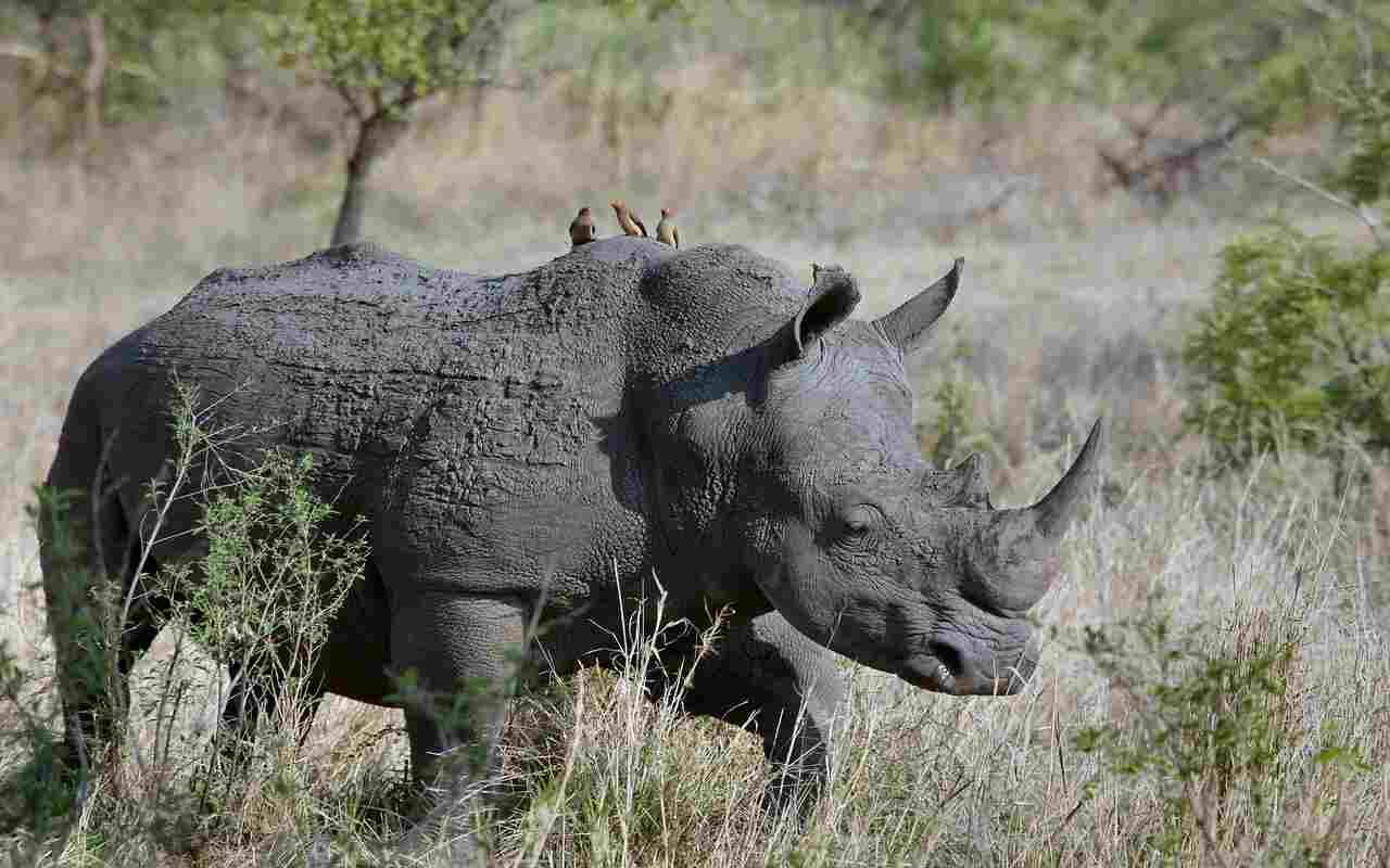 Morto in Tanzania uno dei rinoceronti più prolifici del mondo